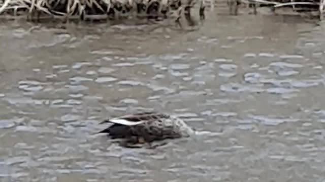 Duck moving hard in search of food.