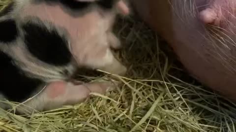 Kunekune Piglet Stomps Through First Meal