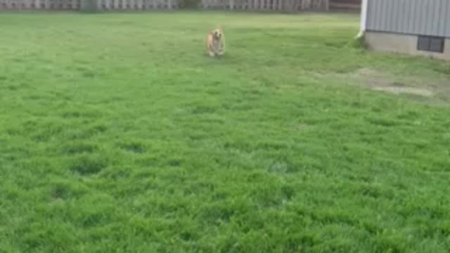 Corgi sized Frisbee