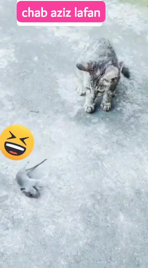 Cat cat 🐱 cat funny