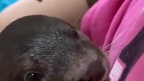 Video cute otter funny