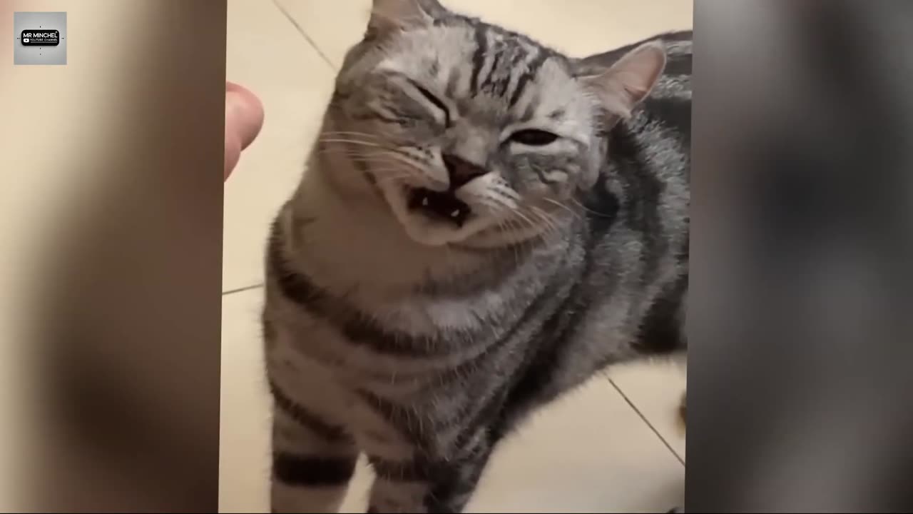 Funny Cat video