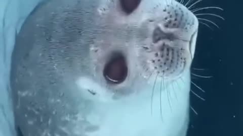 Amazing animal never you see