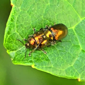 Golden beetles mating / beautiful insects in nature.