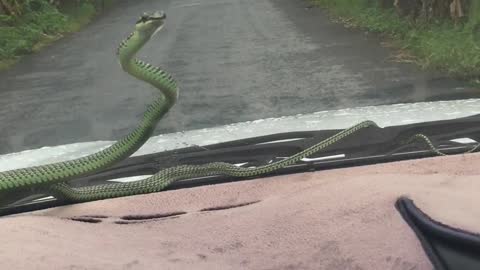 Snake Slithers on Windshield