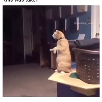 This person's dog had died just hours before