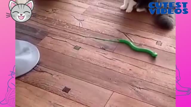 Cat scared of snake