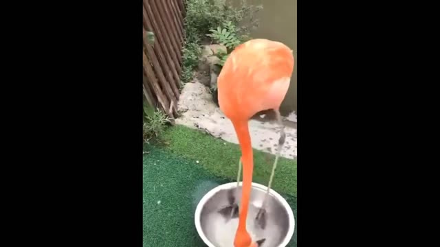 Flamingo Happily Wading in the Basin of Water