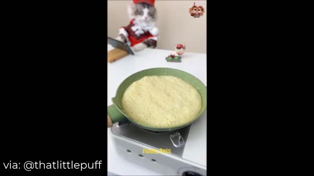 Cats Make Food 2022 ♥ That Little Puff Tiktok Compilation #15