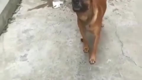 Dog showing telent super performance