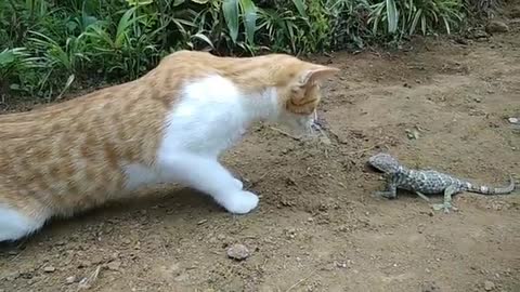 fight between cat and gecko