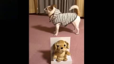 Cute and funny cats