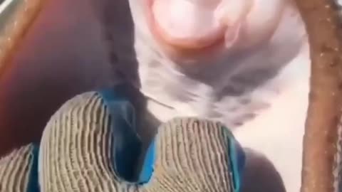 How do you react to being tickled by a rayfish?