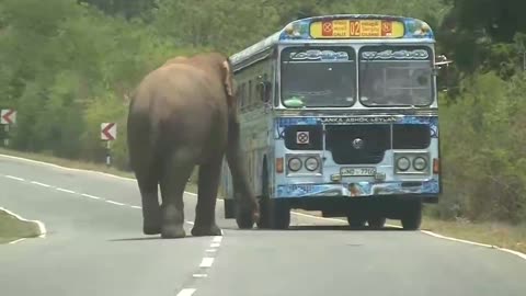 Wild Elephant Attack on the Road