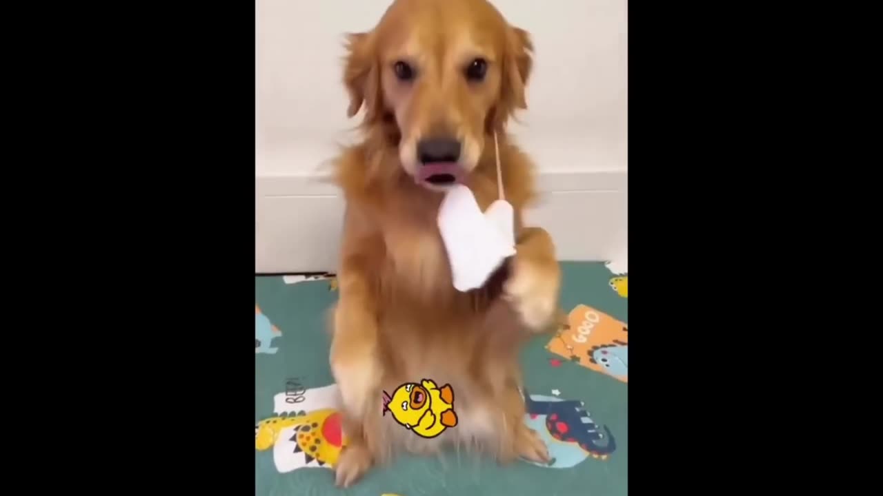 New Funny Animals π Funniest Cats and Dogs Videos πΊπΆ Part 3