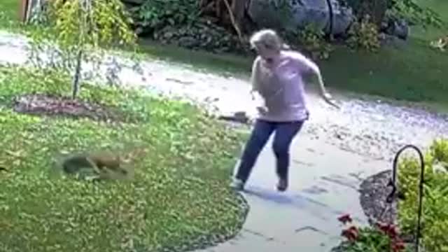 Fox attacks an alone lady