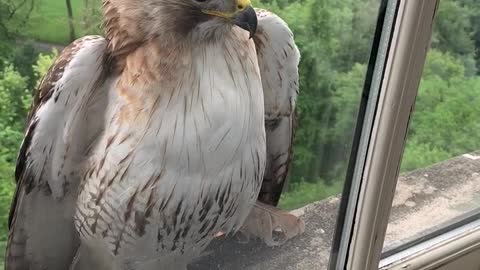 Rare Pale Hawk Comes By to Say Hi