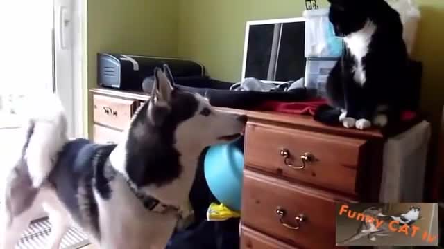 Cats and Dogs Meeting Each other For The First Time 0