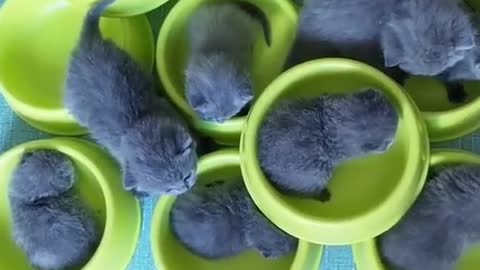 The bowl is full of cat litter