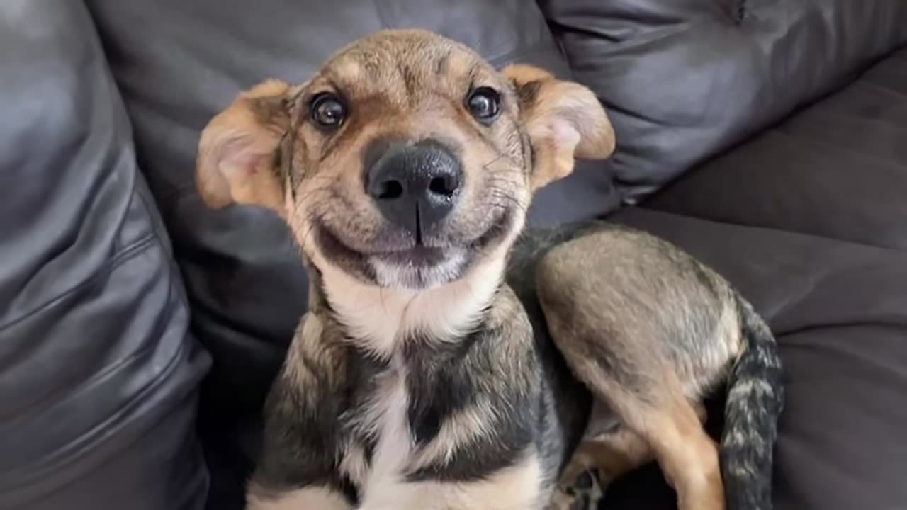 It's Hard Not to Laugh🤣 Best Funny Animals Video 2024#funnydogs #funny #funnycats #funnyvideo #funnyanimal #animal #happy