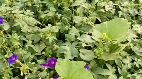 A large field of morning glory