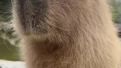 Exotic animals that you can Legally