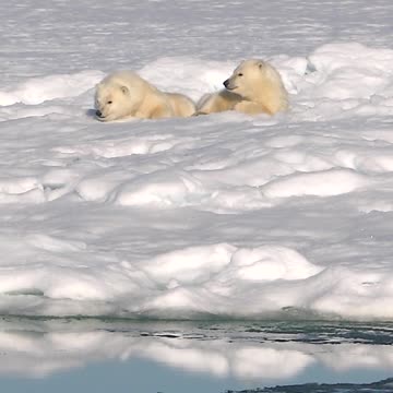 Polar Bears: Mother & Cubs encounter