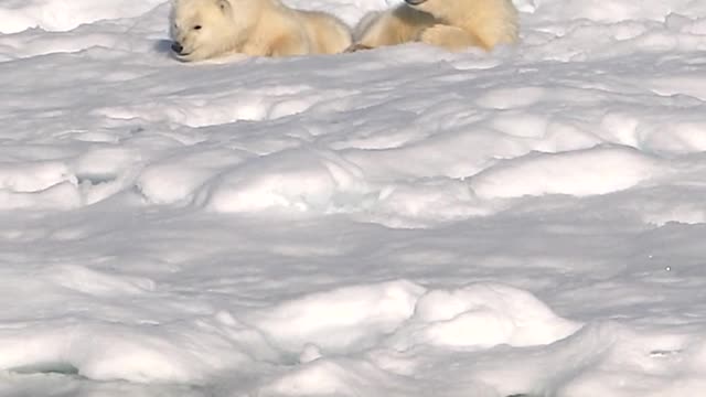 Polar Bears: Mother & Cubs encounter