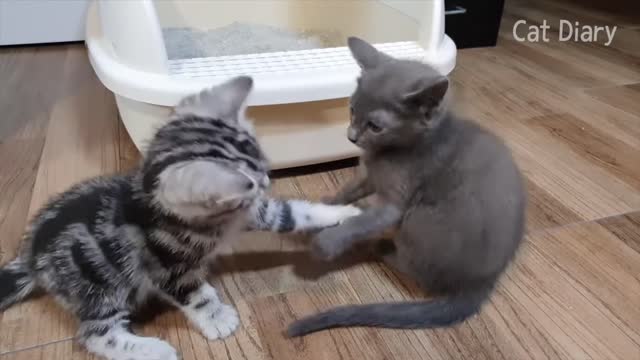 2 kittens meet each other for the first time . Cute