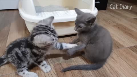 2 kittens meet each other for the first time . Cute