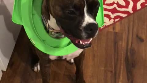 Boxer Gets Head Stuck in Child's Toilet Seat