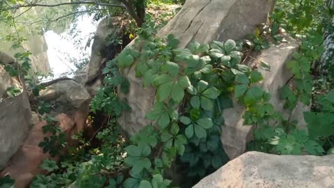 A plant crawling on a stone