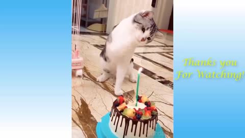 Charming Pets And Funny Animals Compilation #16 - Pets Garden