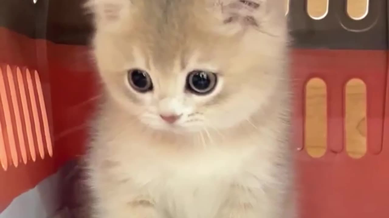 Tiny Kittens, Big Charm: Moments That Will Melt Your Heart