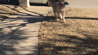 ReggieCarl Retrieving The Mail