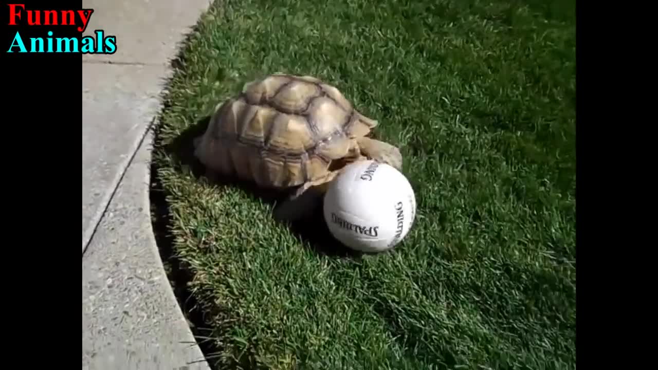 Turtle / Tortoise - A Funny Turtle And Cute Turtle Videos Compilation 2017