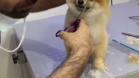 Cute dog gets haircut