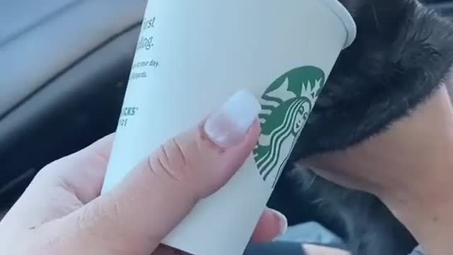 Cute Pet Cat drinking Starbucks Coffee