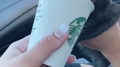 Cute Pet Cat drinking Starbucks Coffee