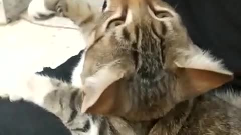 cute cat fighting whith human