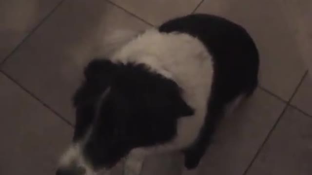 My talking border collie - learning to say "hello"!
