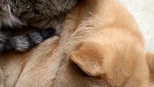 Cat thinks he’s still a kitten...🐶🐾🐈😍😅
