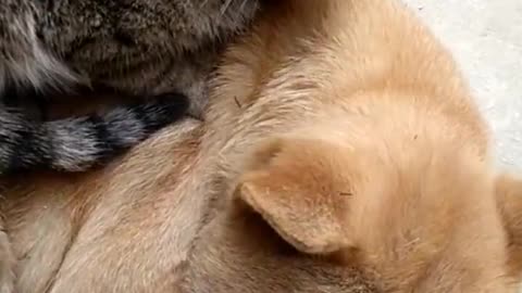 Cat thinks he’s still a kitten...🐶🐾🐈😍😅