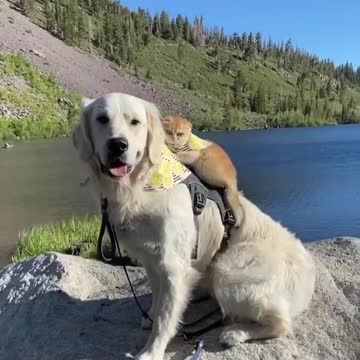 Cat Rides On The Back Of Doggy Best Friend For Adventure Time