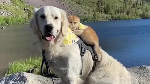 Cat Rides On The Back Of Doggy Best Friend For Adventure Time