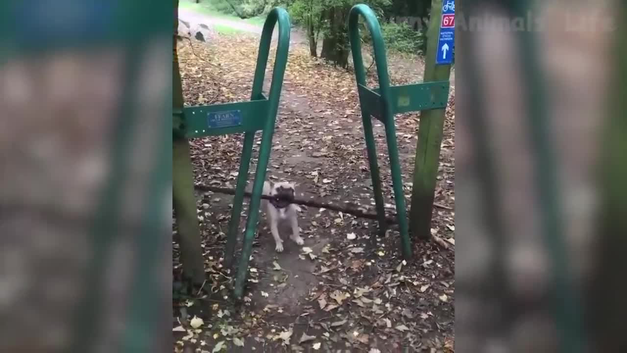Animal Play