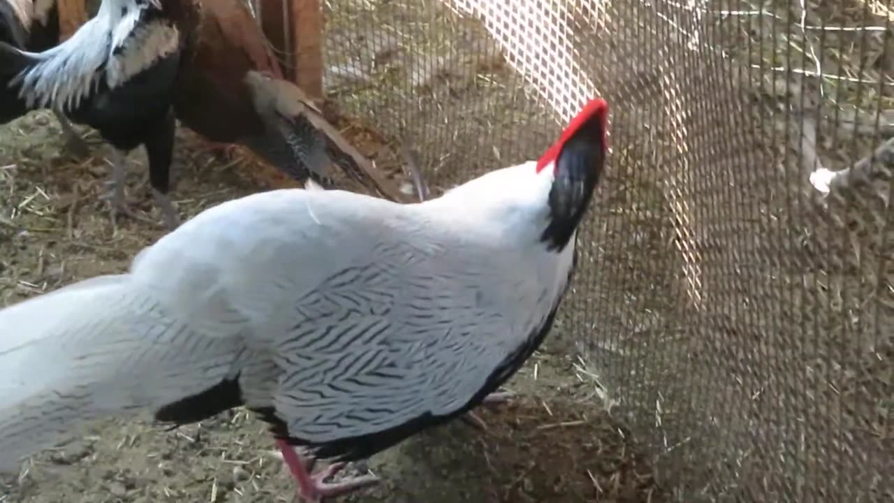 Snowflake chick hatching moments