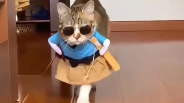 Cat model funny video