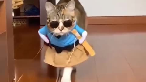 Cat model funny video