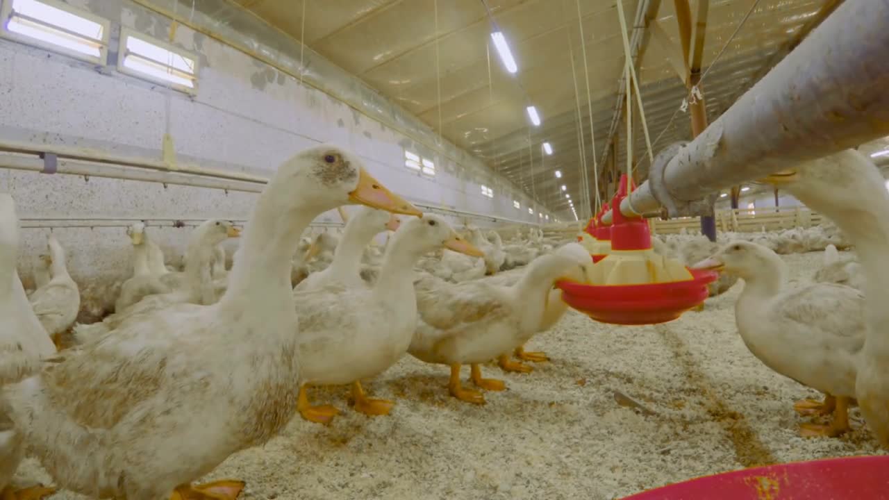 Cultivation of ducks for meat at poultry farm